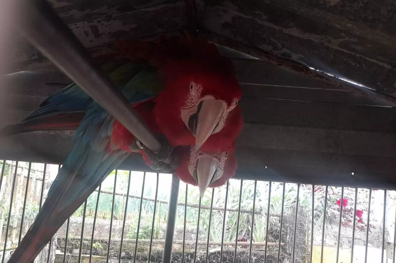 Polícia Militar do Meio Ambiente resgata aves ameaçadas de extinção em cativeiro no Bairro Quarto Depósito